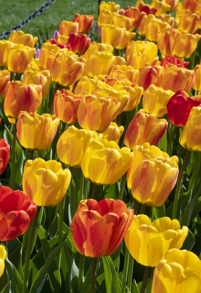 Spring Blooming Yellow Orange Red Tulips Flower Background Selective Focus — Stock Photo, Image