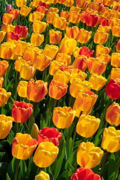 Lots Spring Blooming Yellow Pink Red Tulips Flower Background — Stock Photo, Image