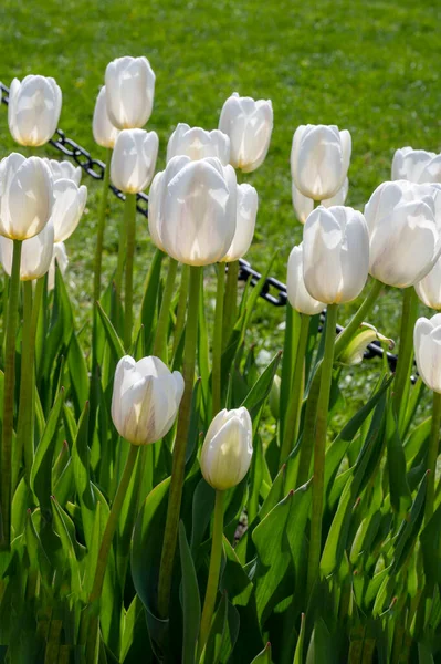 Blooming White Tulips Selective Focus First Spring Flowers — Stock Photo, Image