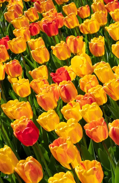 Spring Blooming Yellow Pink Red Tulips Bokeh Flower Background Selective — Stock Photo, Image