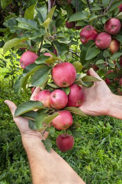Kırmızı olgun elmaları toplayan kişi. Elma ağacında olgun kırmızı elmalar