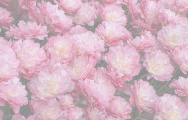 Pembe çiçeklerin soyut çiçek arkaplanı pastel renkler. Duvar kağıdı ya da tatil kartı için bahçede taze bahar çiçekleri