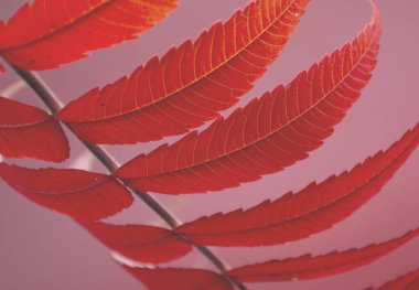 Kırmızı ya da turuncu sonbahar yaprağı. Kopyalama alanı olan pankart arkaplanı