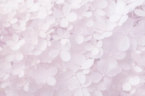 Abstract floral backdrop of white flowers with soft focus for spring or summer time. Banner background with copy space