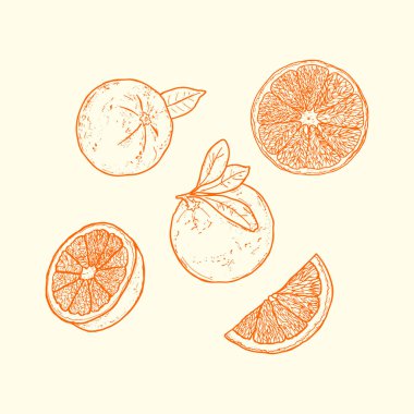 Portakalların, dilimlerin ve yaprakların el yapımı portakal çizimleri. Gıda ile ilgili tasarımlar, ambalajlama, markalaşma, dekor ve klasik çizimler için mükemmel.