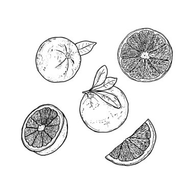 Portakalların, dilimlerin ve yaprakların el yapımı portakal çizimleri. Gıda ile ilgili tasarımlar, ambalajlama, markalaşma, dekor ve klasik çizimler için mükemmel.