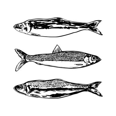 El yapımı ringa balığı resimleme seti. Deniz ürünleri temalı tasarımlar, mutfak baskıları, balıkçılıkla ilgili projeler veya retro-stil sanat eserleri için mükemmel..