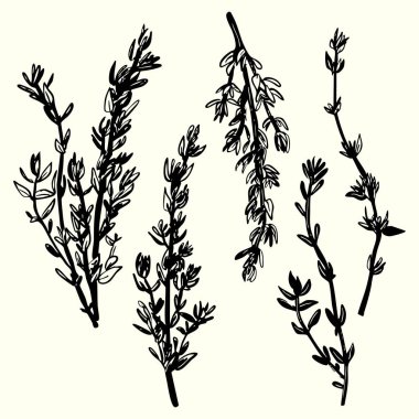 Detailed ink sketches of thyme herb sprigs with leaves. Perfect for botanical, culinary, organic, and vintage-themed designs or packaging.