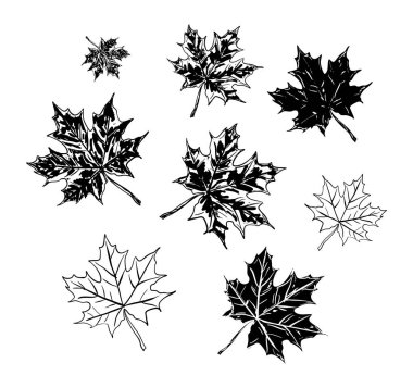 Elle çizilmiş siyah beyaz akçaağaç yaprakları çeşitli şekil ve boyutlarda. Klasik doğa sanatı, botanik baskılar, mevsimlik tasarımlar ve sonbahar temalı zarif projeler için mükemmel..