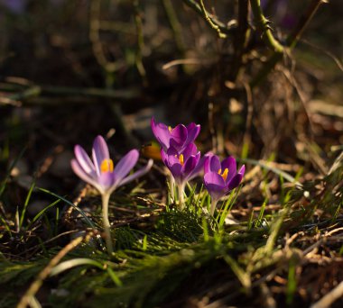 yakın plan timsahlar, çayır çiçekleri