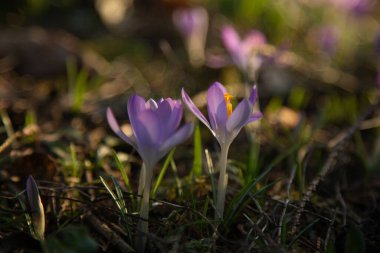 yakın plan timsahlar, çayır çiçekleri