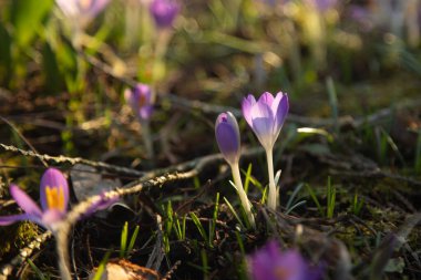 yakın plan timsahlar, çayır çiçekleri