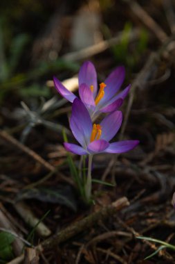 yakın plan timsahlar, çayır çiçekleri