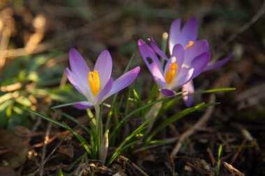 yakın plan timsahlar, çayır çiçekleri