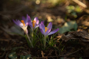 yakın plan timsahlar, çayır çiçekleri
