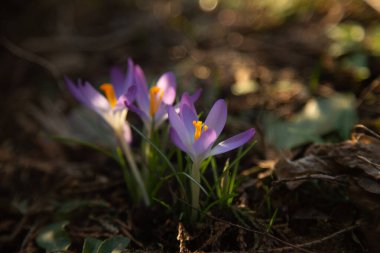 yakın plan timsahlar, çayır çiçekleri