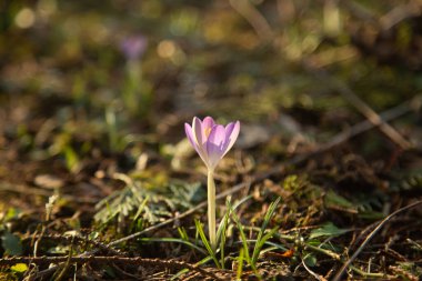 Çayırdaki krokusu kapatın.