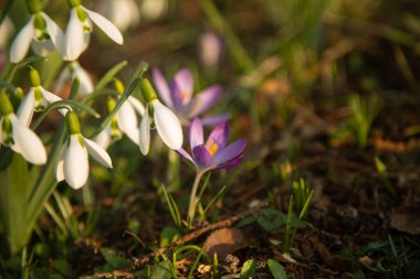 Çayırdaki bahar çiçeklerinin yakın çekimi