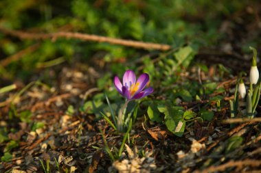Çayırdaki bahar çiçeklerinin yakın çekimi