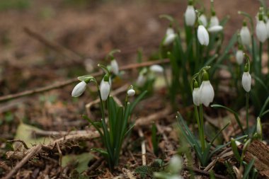 Ormandaki beyaz kardelen çiçeklerine yakın çekim