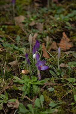 yakın plan timsahlar, çayır çiçekleri