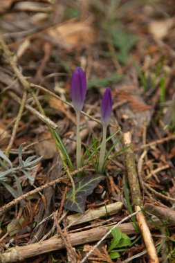 yakın plan timsahlar, çayır çiçekleri