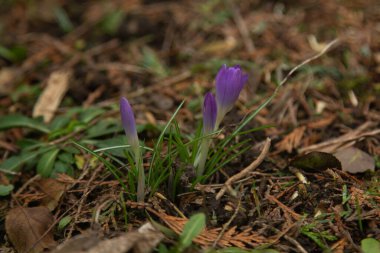 yakın plan timsahlar, çayır çiçekleri