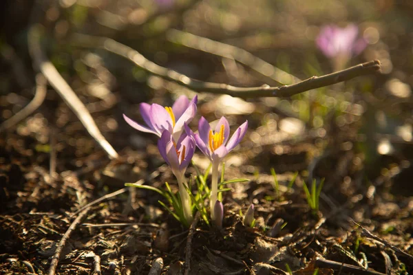 Zbliżenie Krokusów Kwiaty Łące — Zdjęcie stockowe