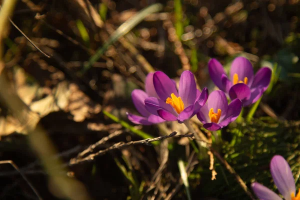 クロッカスのクローズアップ牧草地の花々 — ストック写真