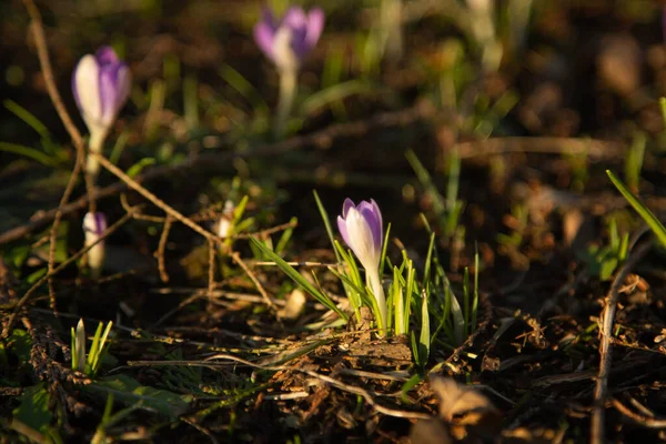 stock image close-up of  crocuses,  flowers  on the meadow