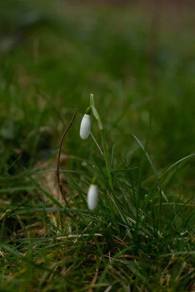 Zblízka Bílé Sněhové Kapky Květiny Lese — Stock fotografie