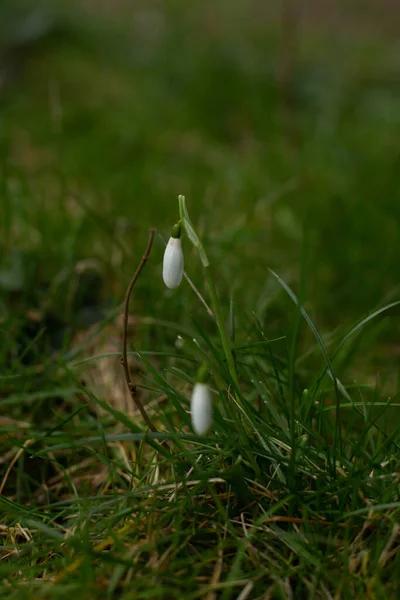 森の中の白い雪の花のクローズアップ — ストック写真