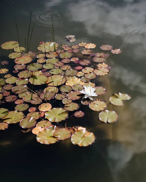 Прекрасный Вид Пруд Цветком Лотоса — стоковое фото