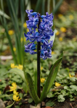 beautiful hyacinth flowers in the garden