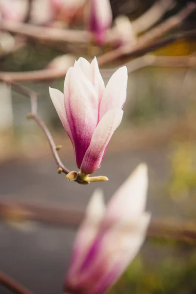 Schöne Magnolienblüten Florales Konzept — Stockfoto