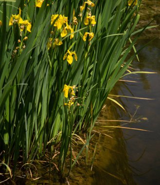 Güzel sarı nergisler bir gölde yetişiyor. 