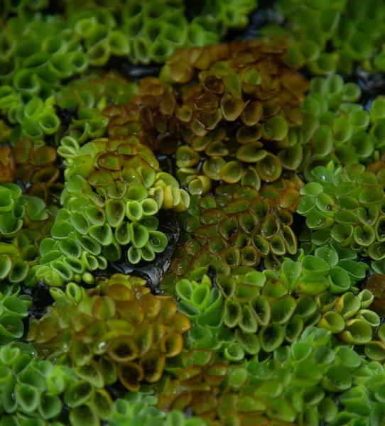 stock image close up of green plants  in the garden 