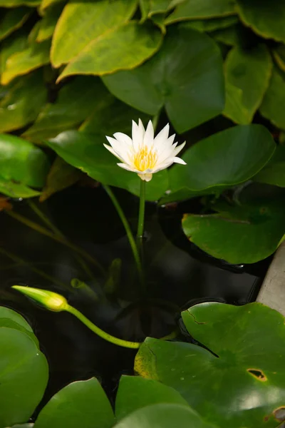 Красивый Цветок Лотоса Пруду — стоковое фото