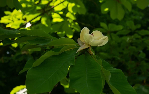 Zblízka Krásné Květiny Zelenými Listy — Stock fotografie