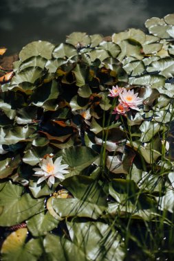 Güzel botanik çekimleri, su zambaklı doğal duvar kağıtları.