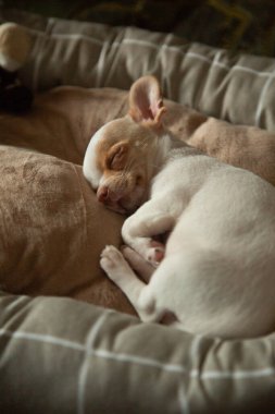 Uyuyan Chihuahua Köpeği Yatakta, Yakın plan 