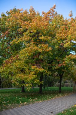 Parktaki renkli sonbahar ağaçları. güzel arkaplan