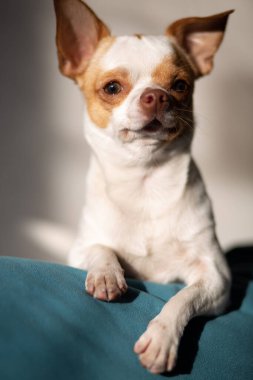 Şirin bir köpeğin portresi, yakın plan.