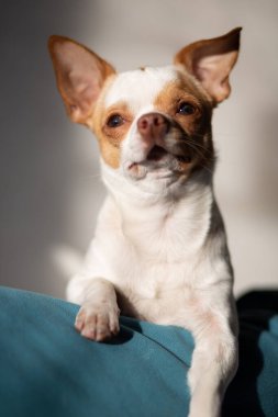 Şirin bir köpeğin portresi, yakın plan.