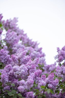 Parkta güneşli bir günde çiçek açan leylak çalılarını kapatın.