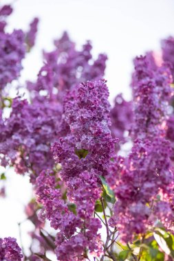 Parkta güneşli bir günde çiçek açan leylak çalılarını kapatın.