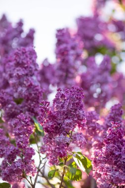 Parkta güneşli bir günde çiçek açan leylak çalılarını kapatın.