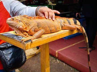 Portakal rengi bir iguana Lapangan Banteng, Jakarta, Endonezya