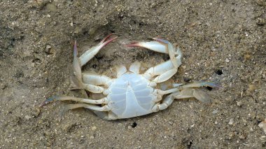 Kumsaldaki kumda ölü yengeç
