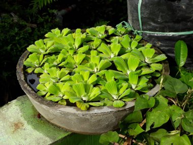 Eceng Gondok Bahçede yeşil su bitkileri